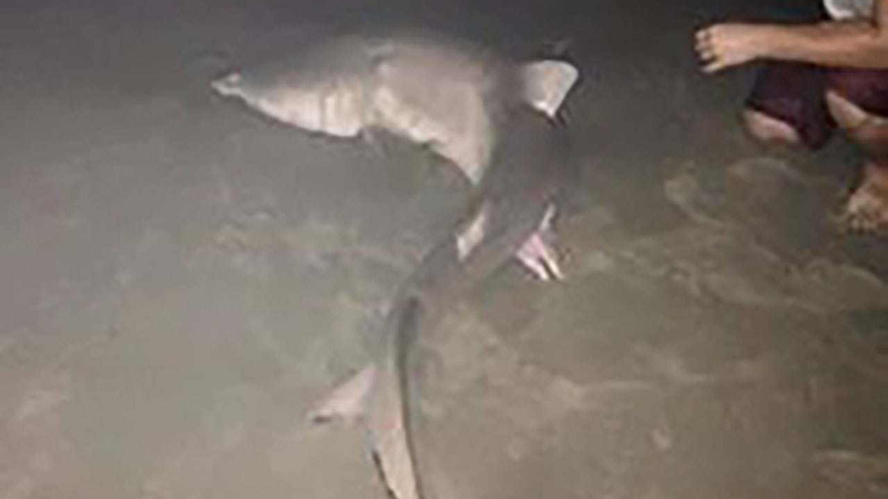 Big Shark Caught Off Outer Banks In North Carolina | Abc7ny.com